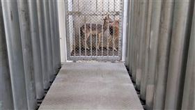 高雄市壽山動物園獸舍高雄市壽山動物園的獸舍改造重視採光、通風，新增地磅等設施，確保動物健康。（高雄市政府觀光局提供）中央社記者林巧璉傳真  112年3月26日