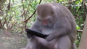 飛鳳山獼猴拆後照鏡　網笑：果然是美猴王