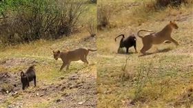 狒狒,東非狒狒,六福村,Fly看世界,獅子,母獅