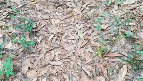 原PO在落葉中發現百步蛇。（圖／翻攝自《爆廢公社》）