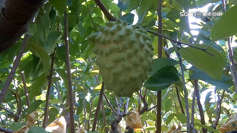 中國恢復台灣釋迦進口！國台辦特別點名夏立言、饒慶鈴　國民黨邀功 | 政治