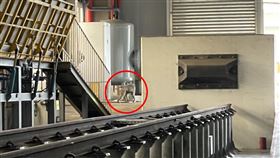 狒狒,富岡基地,車站,桃園（圖／翻攝自記者爆料網）