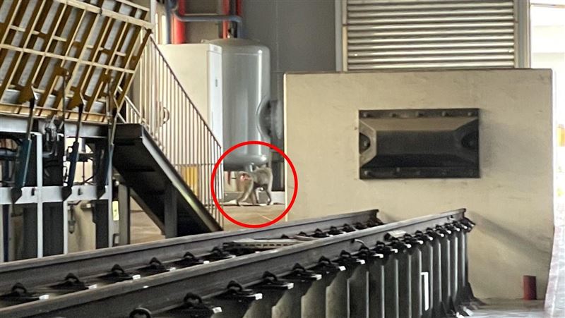 流浪狒狒最新足跡！網笑：台鐵新員工