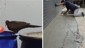 台中水泥師傅鋪完水泥，小鳥竟走台步留一排腳印。（圖／民眾提供）
