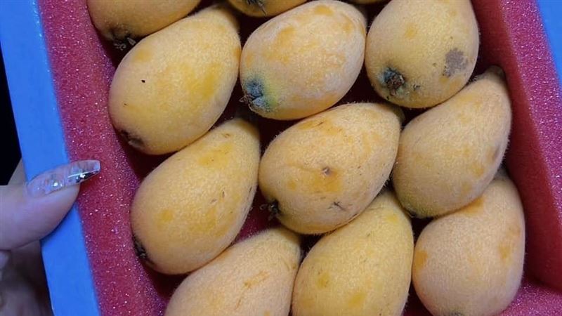 她吃枇杷被笑老人　網曝行情：很貴不識貨