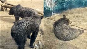 動物園驚見3隻「穿山甲狗熊」！背部竟長滿鱗片　員工還原真相
（圖／翻攝自微博）