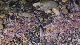 大量烏賊擱淺沙灘！淡紅色生物遍布畫面曝光　網嚇傻：地震？（圖／翻攝自推特）