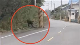 自由,狒狒,富岡,路邊（圖／翻攝畫面）