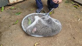 桃園狒狒抓到了（1）近日有狒狒出沒桃園市，市府農業局27日獲報，狒狒下午出現在一處民宅，隨即派員前往並朝牠發射麻醉槍，終於成功捕獲狒狒。（民眾提供）中央社記者吳睿騏桃園傳真  112年3月27日