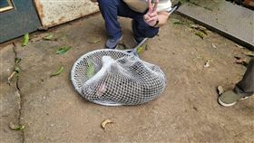 狒狒逃亡記，落幕，富岡國中附近，落網，麻醉槍，野狗追趕爬上樹(圖／翻攝畫面)