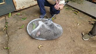 狒狒逃亡記落幕！台灣迷因喊話：牠沒有輸