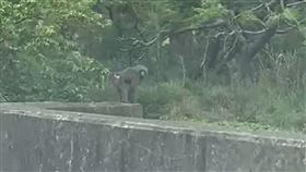 狒狒逃亡記，落幕，富岡國中附近，落網，麻醉槍，野狗追趕爬上樹(圖／楊梅胡先生提供)