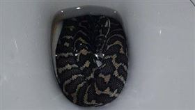 地毯蟒蛇,馬桶,蛇吻,澳洲　圖／微博