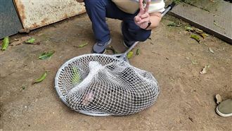 狒狒逃亡記今斷刊！名醫長篇「狒」文紀念