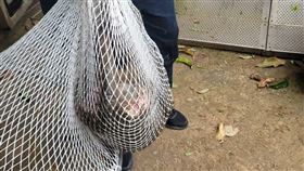 狒狒　東非狒狒　落網　（圖／翻攝畫面）