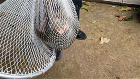 狒狒　東非狒狒　落網　（圖／翻攝畫面）