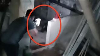 獨／畫面曝！中槍狒狒躲民宅　再補麻醉槍