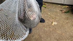 狒狒　東非狒狒　落網　（圖／翻攝畫面）