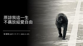 東非狒狒,脫逃,槍殺,
葉丙成臉書