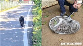 東非狒狒（圖／翻攝畫面）