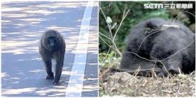  東非狒狒,高清照,廢水廠（圖／翻攝畫面）