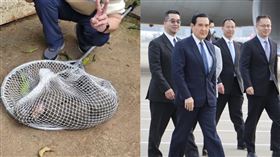 馬英九、東非狒狒（圖／馬英九辦公室提供、翻攝畫面）