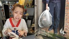 狒狒 （圖／翻攝自邵庭臉書／翻攝畫面）