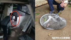  狒狒,獵人,開槍,麻醉槍（圖／翻攝畫面）