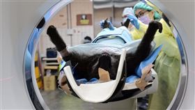 狒狒初步X光、斷層掃描、採取毛皮、血液、肌肉組織(林務局 提供)