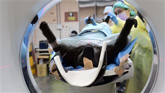 全文聲明／狒狒這1特徵　六福村改口認了