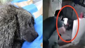 狒狒(農委會林務局 提供)