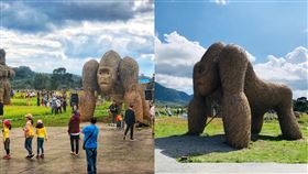 狒狒死亡,藝術,狒狒,猩猩,花蓮富里鄉,富里鄉農會