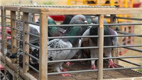 訓練好手所飼養的鴿子。（圖／翻攝自嘉義縣政府全球資訊網）