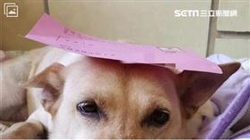 毛小孩。(示意圖／三立新聞網)