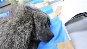 狒狒初步X光、斷層掃描、採取毛皮、血液、肌肉組織(農委會林務局 提供)