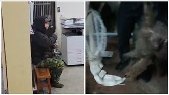 狒狒左胸中彈！獵人喊冤：我朝屁股打