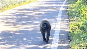 東非狒狒,高清照,廢水廠（圖／翻攝畫面）