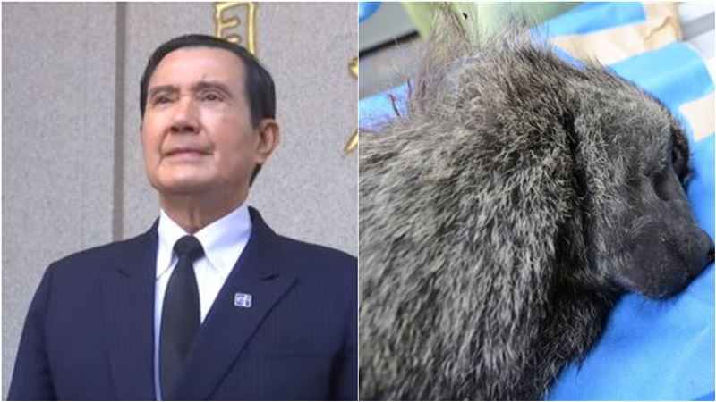 比起馬英九更在乎狒狒？他點破背後1關鍵