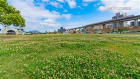 37萬人「春紛節」同歡　限定美景「白花盛開」登場