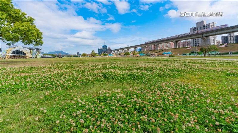 37萬人春紛節同歡　限定美景白花盛開登場