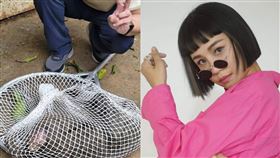 東非狒狒遭槍殺，女星林咚咚痛斥，「像被執行死刑一槍斃命。」（圖／翻攝林咚咚臉書、資料照）