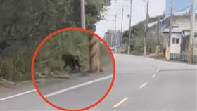 自由,狒狒,富岡,路邊（圖／翻攝畫面）