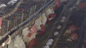 加工業釋出庫存蛋  農委會進口歸還（3）天冷蛋雞減產，農委會春節前向加工業調度釋出庫存，農委會主委陳吉仲23日表示，共將進口500多萬顆還給加工業，待中南部天氣好轉，國內蛋荒可望3月上旬改善。圖為高雄的養雞場。中央社記者董俊志攝  111年2月23日