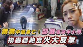 狒狒中槍身亡！邵庭爆哭半小時　挨轟用妥瑞症賣慘蹭熱度