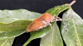 荔枝椿象(台南農改場提供)