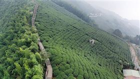 中秋連假樂遊嘉義訪步道（1）嘉義縣文化觀光局歡迎民眾在中秋連假期間造訪嘉義，並推薦7條步道，其中位於梅山鄉的二尖山步道，沿途茶園景致優美怡人。（嘉義縣府提供）中央社記者蔡智明傳真  111年9月7日