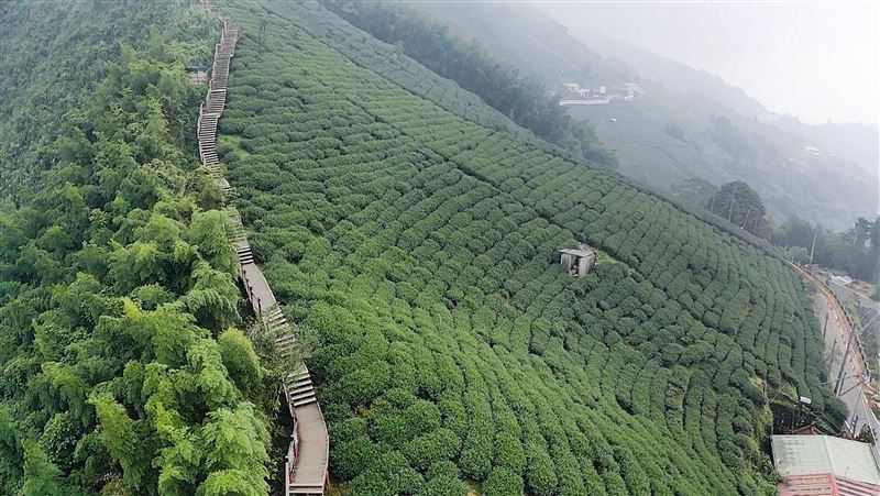 東南亞茶「冒充台灣茶」茶商狠撈1000多萬