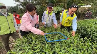 九宮格測春茶損8成！蔡培慧助農申請救助