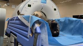 狒狒初步X光、斷層掃描、採取毛皮、血液、肌肉組織(林務局 提供)