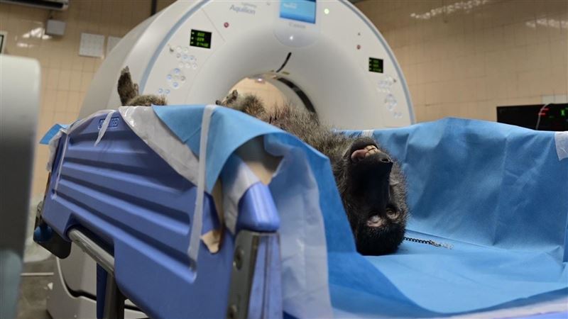 狒狒遺體送病理解剖　桃園地檢署偵辦中